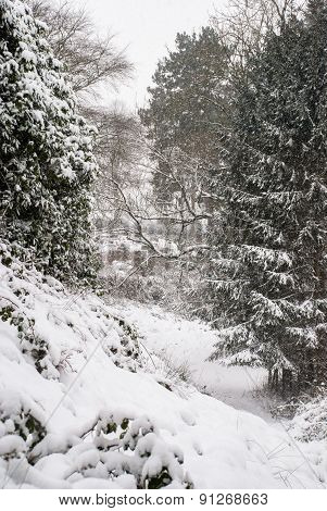 Snowy woodland