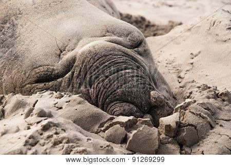 Sleeping Male Elephant Seal On A Beach
