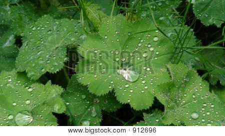 si tratta di foglie con gocce d'acqua in bawarya Sud Europa Germania