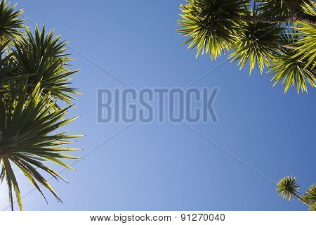 The cabbage tree is one of the most distinctive trees in the New Zealand landscape