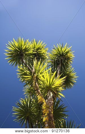 The cabbage tree is one of the most distinctive trees in the New Zealand landscape
