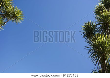 The cabbage tree is one of the most distinctive trees in the New Zealand landscape