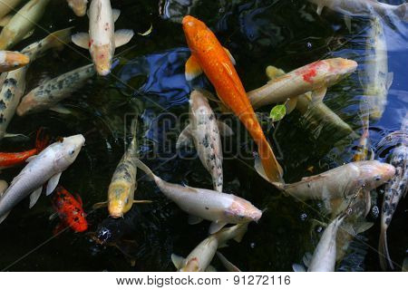 japanese carps in the pond