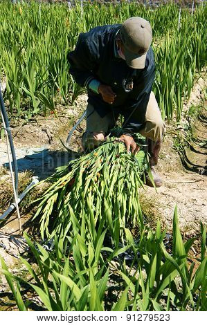 Asian Farmer, Vietnamese Plantation, Gladiolus Flower