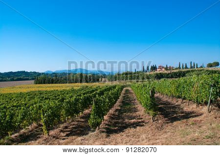 Vineyard In The Tuscan Countryside
