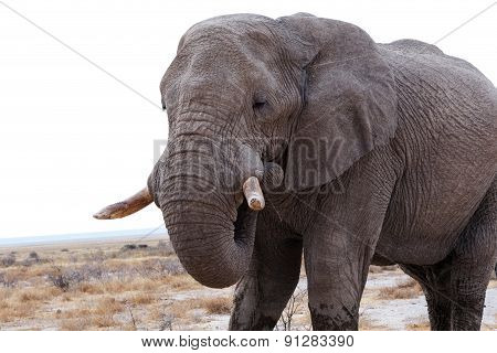 Big African Elephants On Etosha National Park