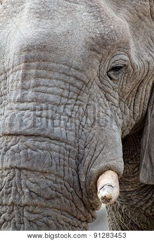 Big African Elephants On Etosha National Park