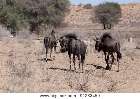 Wild Wildebeest Gnu