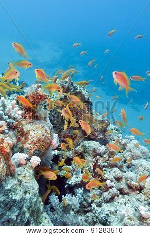 Coral Reef With Shoal Of Fishes Scalefin Anthias, Underwater