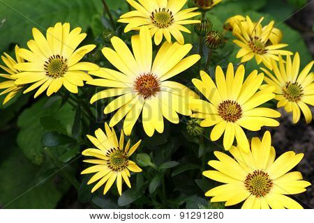 ?steospermum flower