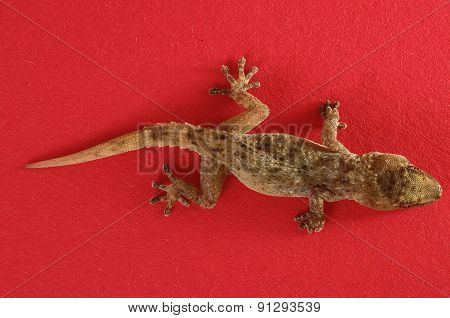 Gray Gecko Lizard