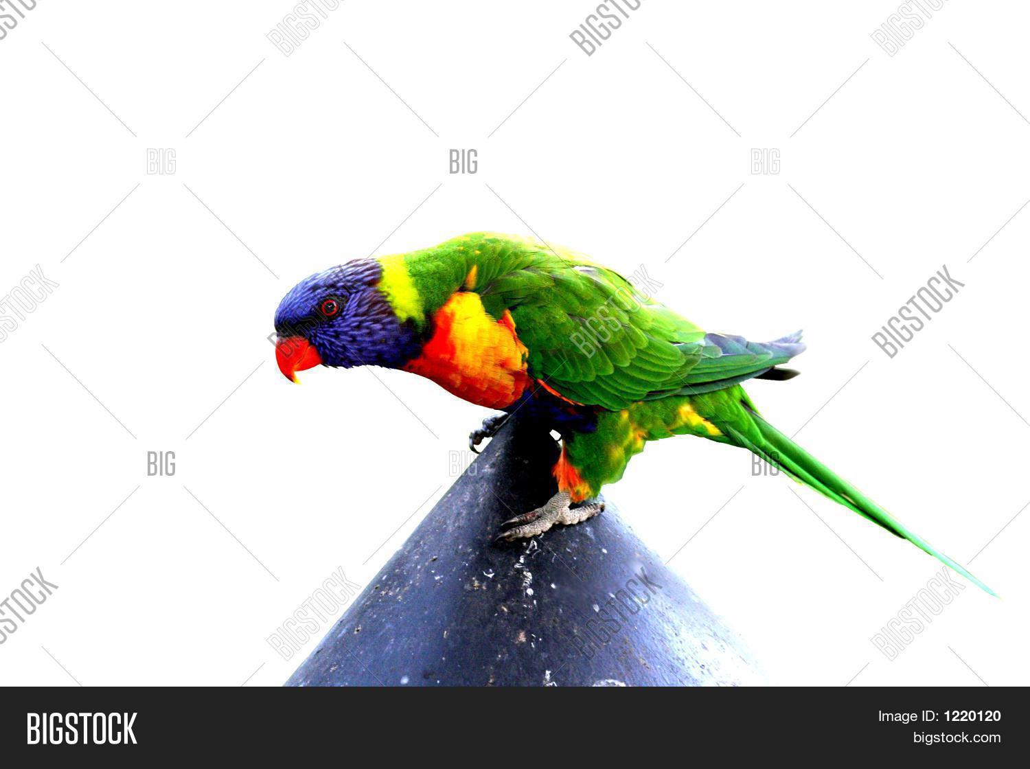 Image Preview