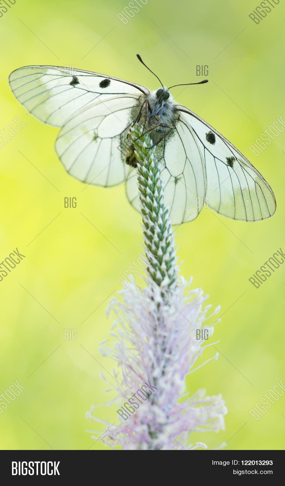 Image Preview
