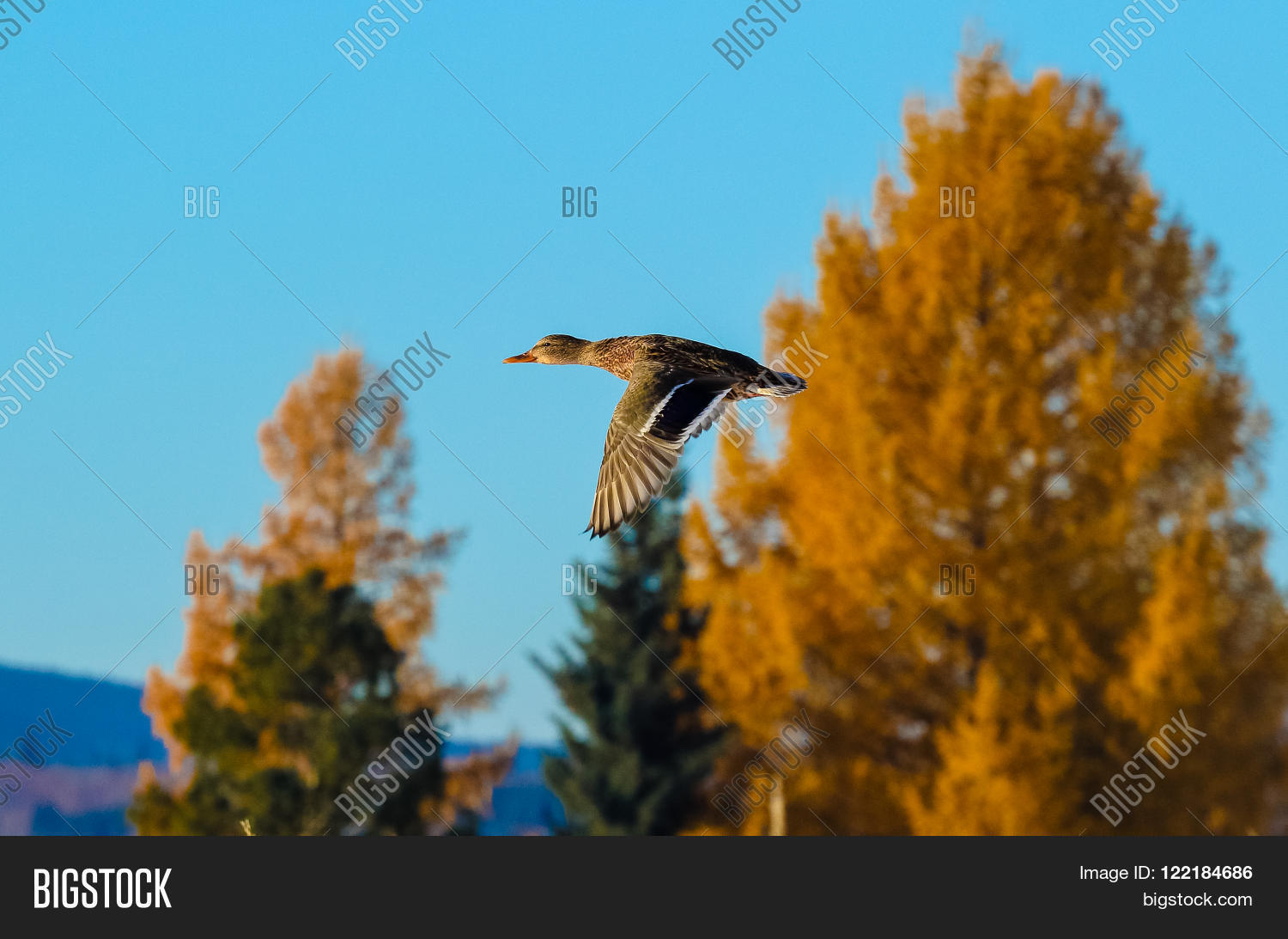 Image Preview