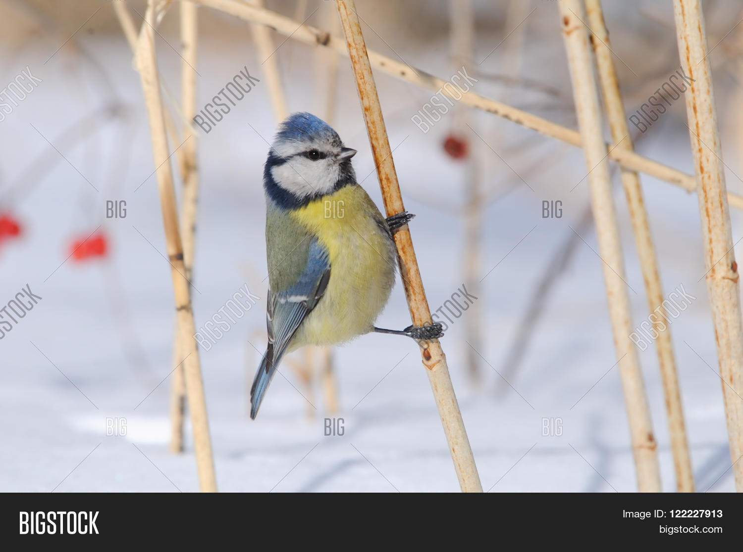 Image Preview