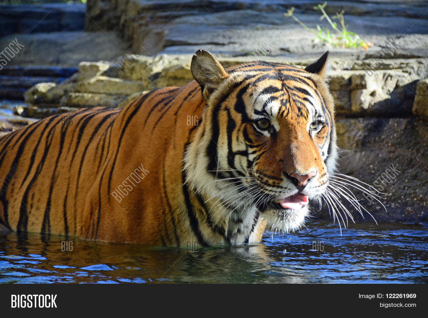 Image Preview