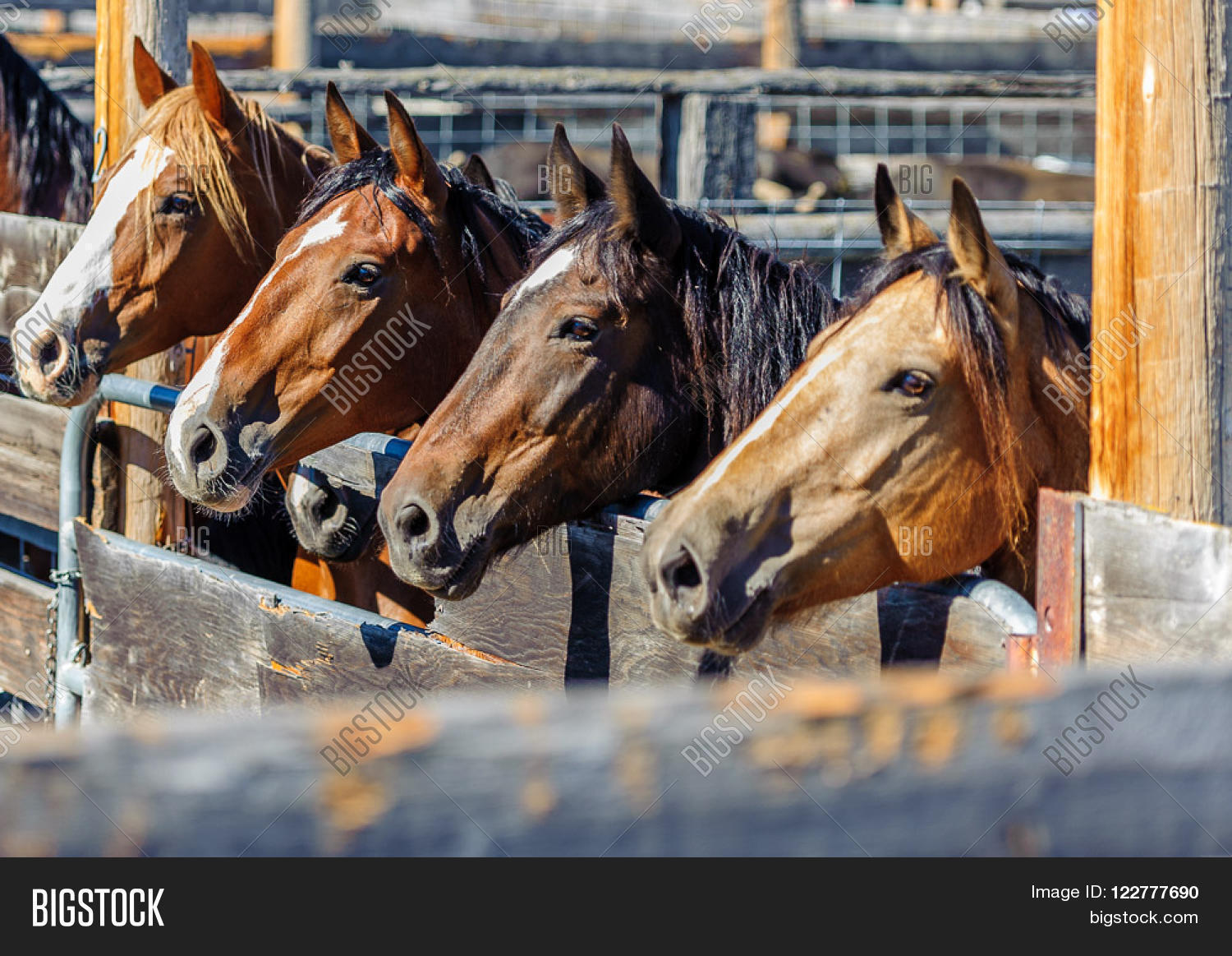 Bucking Horses Rodeo Image & Photo (Free Trial) Bigstock