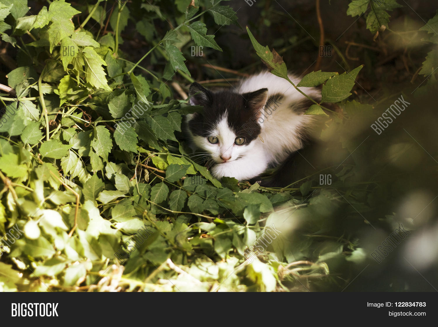 Image Preview