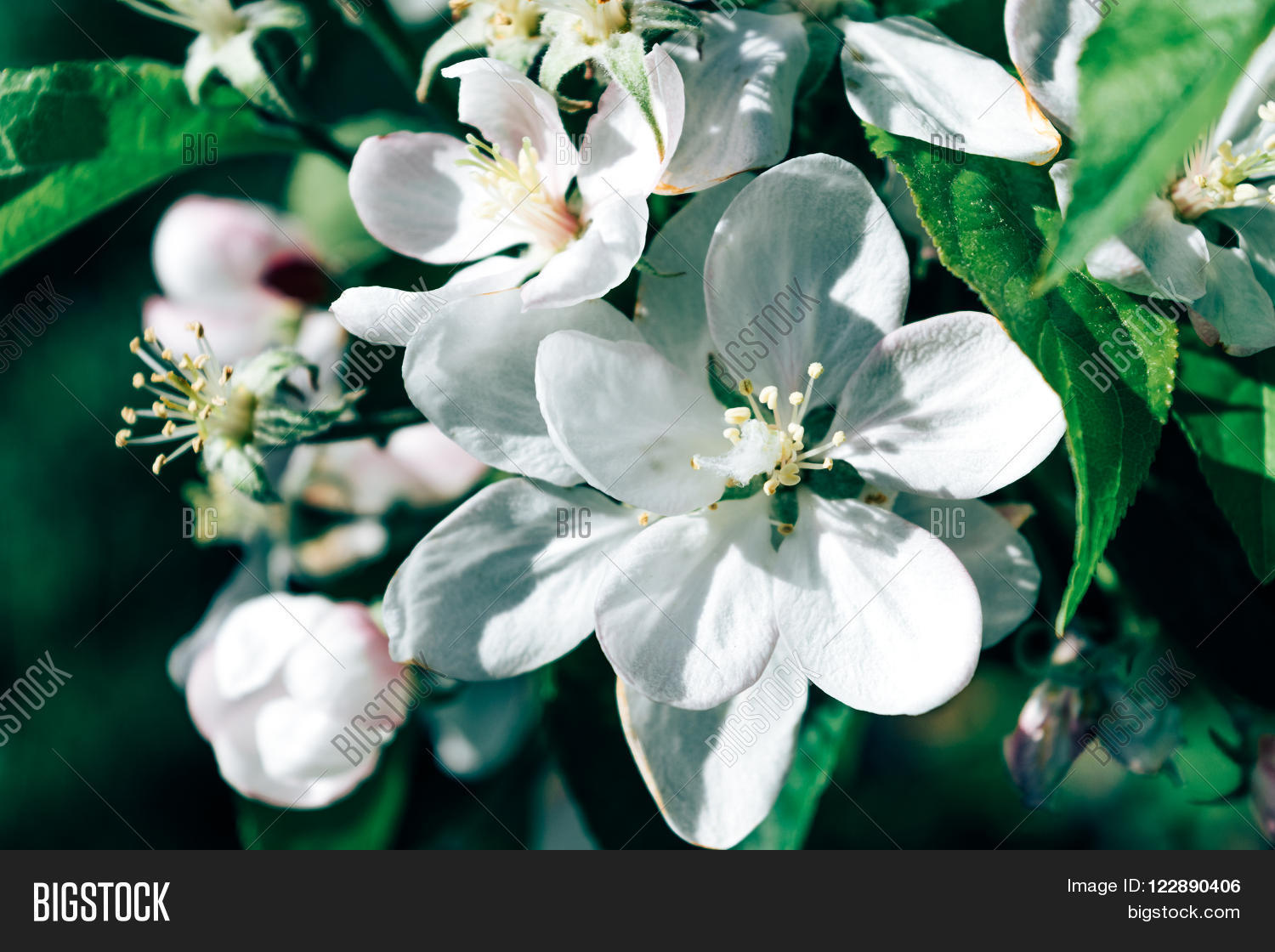 Image Preview