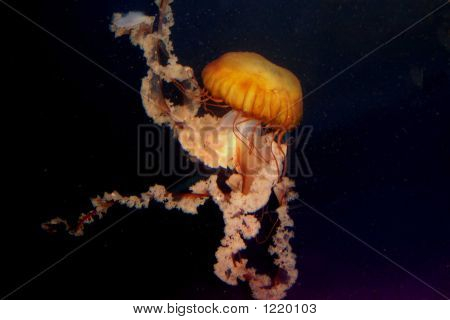 Želé ryby. 