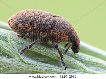 Larinus obtusus beatle on green plant close up