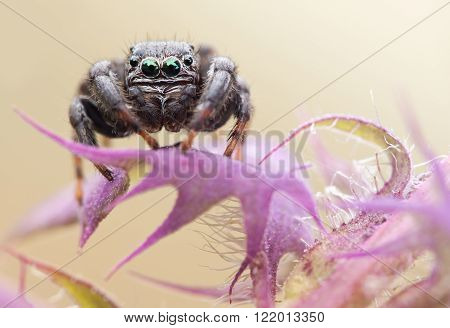 Evarcha arcuata Jumping Spider Macro Shot close up