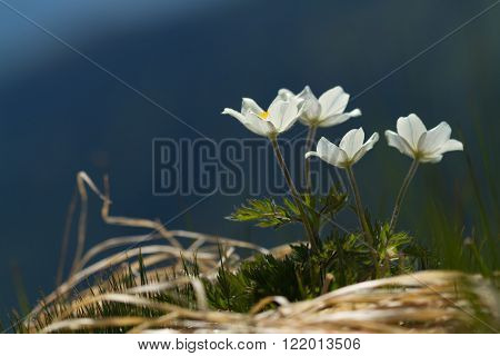 White Pulsatilla flowers in summer mountains growin from old grass