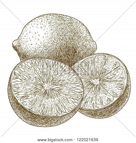 Vector engraving drawing antique illustration of lime isolated on white background