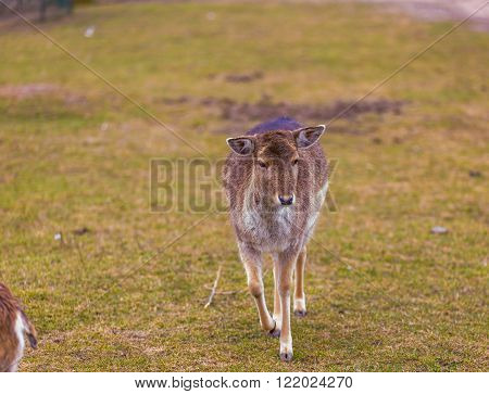Mouflon Female Portrait.
