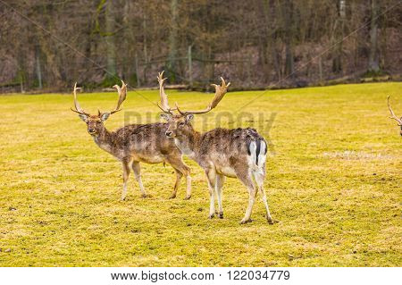 Fallow-deer photographed in animal park. Wild european deer.