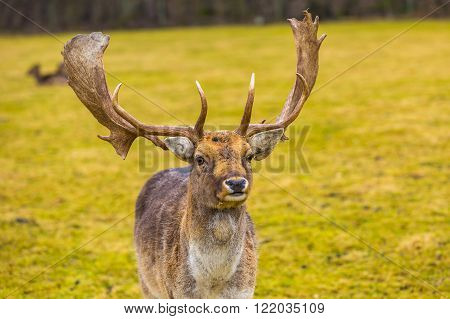 Fallow-deer In Outdoor