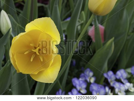 Yellow tulip in the gardens at the Dallas Arboretum.
