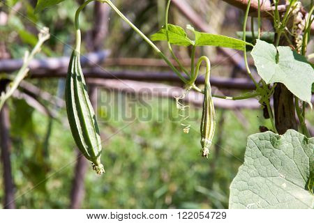 angled gourds fresh grown on the farm