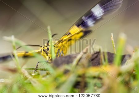 a beautiful yellow butterfly on nature background
** Note: Shallow depth of field