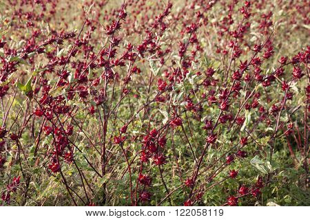 Beautiful red roselle field for healthy drink