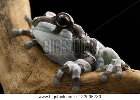 Amazon milk frog macro of a cut small amphibian in the tropical rain forest