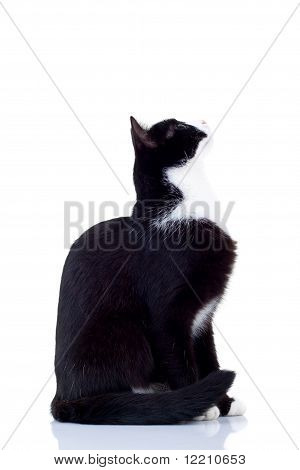 猫を見上げて