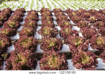 Organic vegetables hydro phonic Plantation are grown on the mountains.