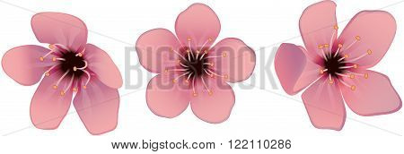 Three beautiful sakura flower for design, realistic vector