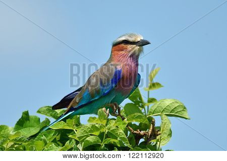 Lilac-breasted Roller (Coracias caudata) outdoor