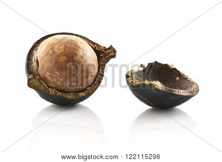 macadamia nuts food ball boombera  on white background