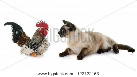 rooster and siamese cat in front of white background