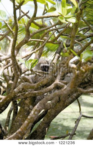 Peekaboo mono