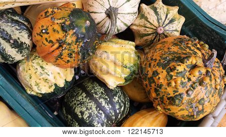 Several different varieties and colors of ornamental pumpkins