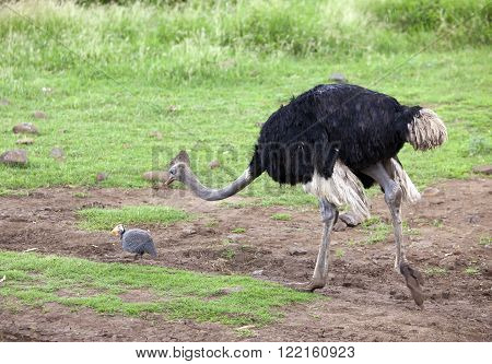 ostrich emu under a drizzle in a sunny day