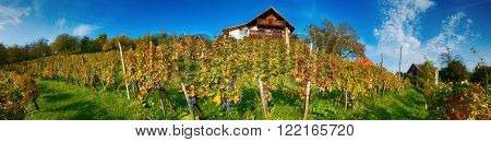 Panoramic view of vineyards in fall with ripe grapes portrayed on blue sky.
