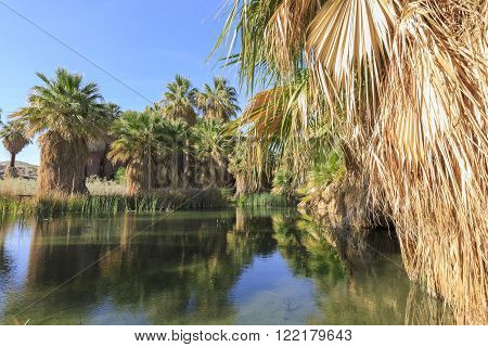 The Palm Trees At Coachella Valley Preserve