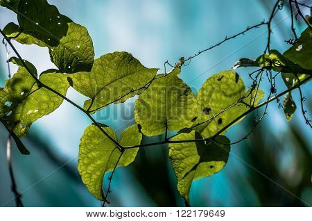 A shot of heart shaped leafs against turquoise background.