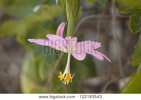 Pink flowers of passiflora tarminiana, banana passionfruit