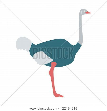 Ostrich bird flat vector illustration. Ostrich australia bird isolated on white background. Ostrich flat style vector illustration. Ostrich vector.